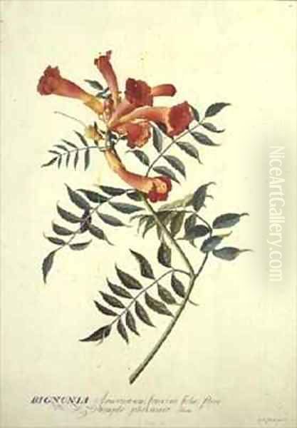 Bignonia americana watercolour - view 1