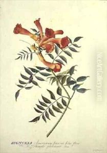 Bignonia americana watercolour