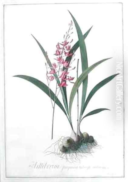 Helleborine - view 1