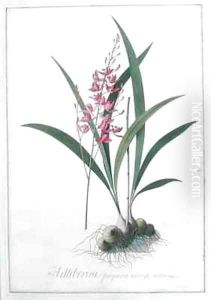 Helleborine by Georg Dionysius Ehret