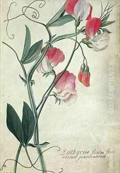 Lathyrus Siculus Flore - view 1
