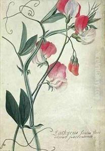 Lathyrus Siculus Flore