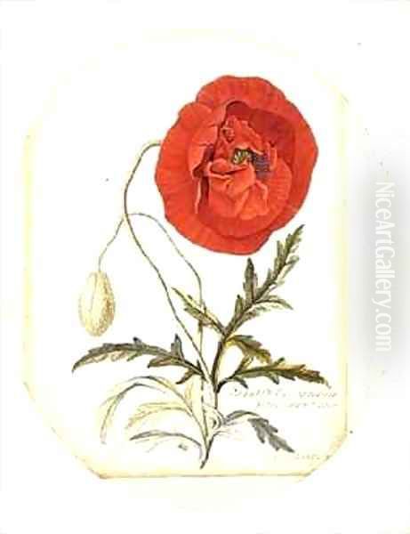 Poppy Papaver erraticum - view 1