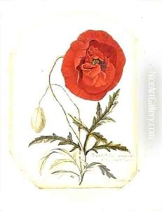 Poppy Papaver erraticum by Georg Dionysius Ehret