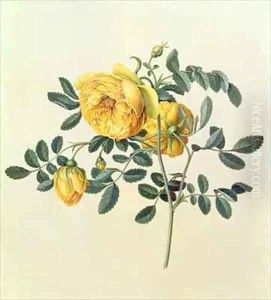 Rosa hemispherica by Georg Dionysius Ehret