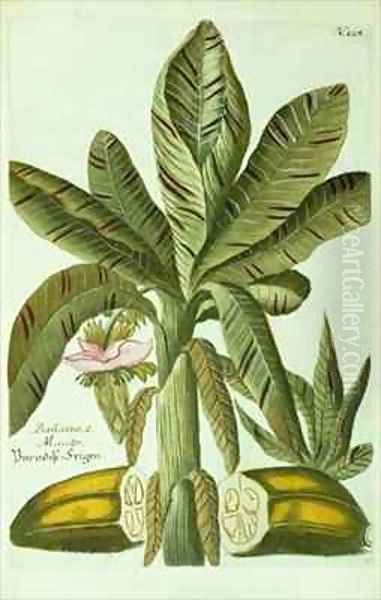 Banana - view 1