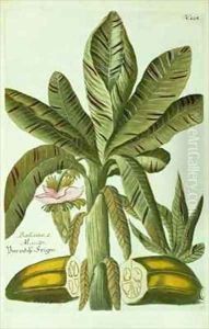 Banana by Georg Dionysius Ehret