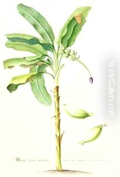 Banana Tree - view 1