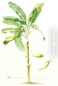 Banana Tree by Georg Dionysius Ehret