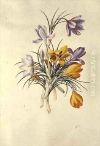 Crocus by Georg Dionysius Ehret