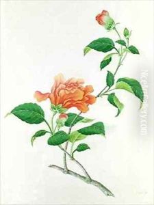 Hibiscus by Georg Dionysius Ehret