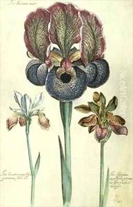 Iris susiana major and Iris bisantina angustifolia by Georg Dionysius Ehret