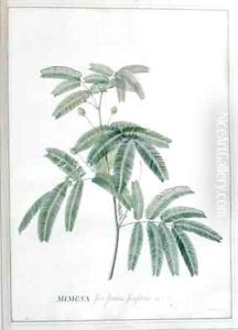 Mimosa by Georg Dionysius Ehret