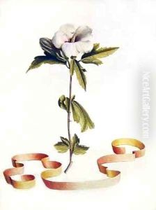 White Hibiscus by Georg Dionysius Ehret