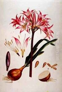Botanical plate from Plantae Selectae 1750-73 by Georg Dionysius Ehret