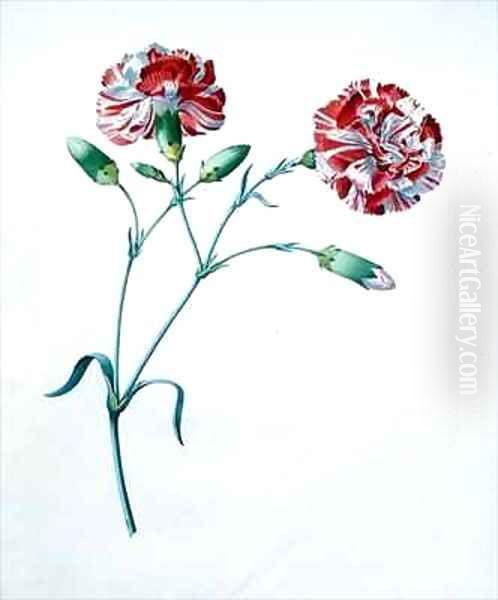 Carnation - view 1