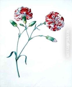Carnation by Georg Dionysius Ehret