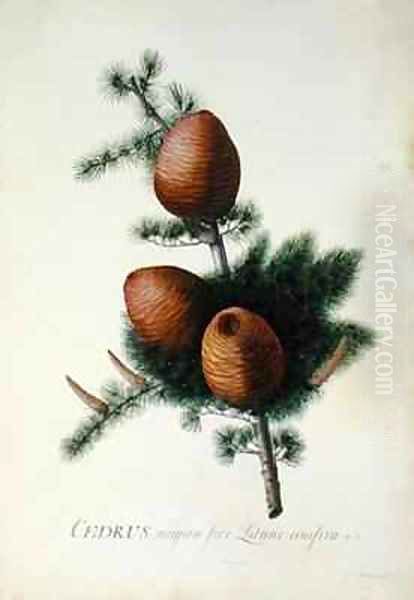 Cedrus Libani - view 1