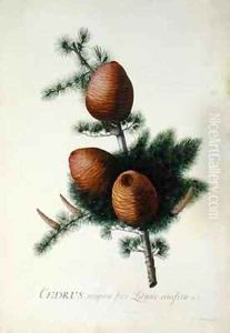 Cedrus Libani by Georg Dionysius Ehret
