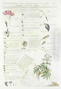 Characters of Flowers from Plantae et Papiliones Rariores by Georg Dionysius Ehret