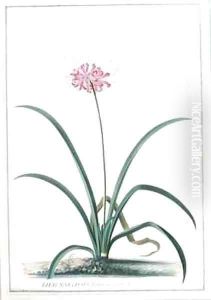 Lilio Narcissus by Georg Dionysius Ehret
