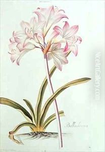 Lily Lilium belladonna by Georg Dionysius Ehret