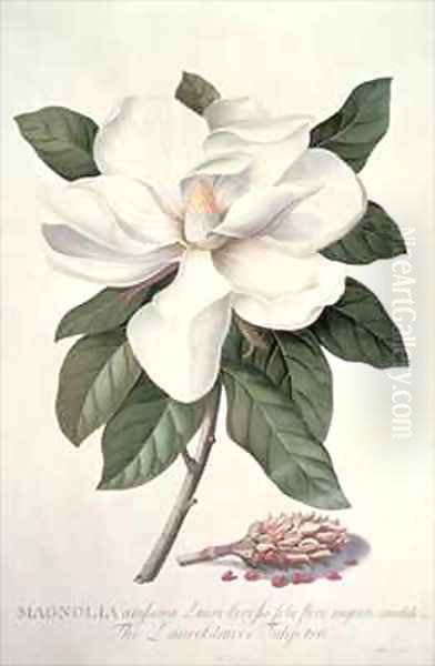 Magnolia 2 - view 1