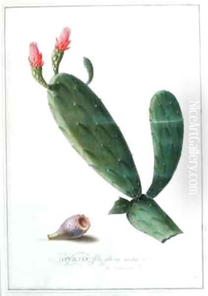 Opuntia folio oblongo - view 1