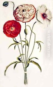 Poppies Corn by Georg Dionysius Ehret
