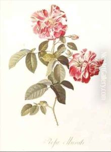 Rosa Mundi by Georg Dionysius Ehret