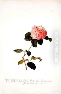 Rosa Tsabekki by Georg Dionysius Ehret
