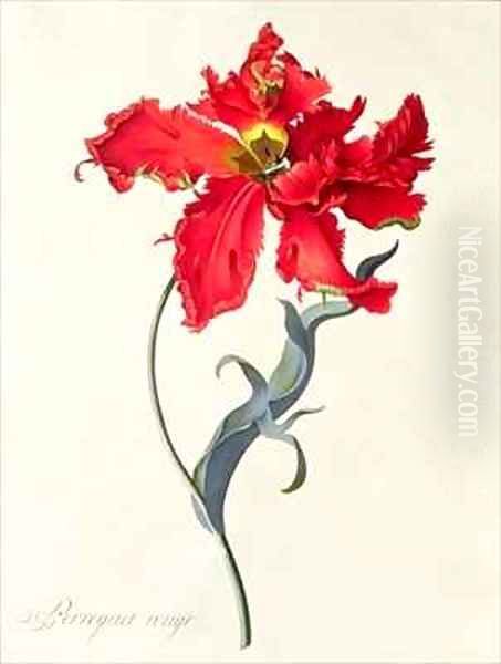 Tulip Perroquet Rouge - view 1