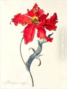 Tulip Perroquet Rouge by Georg Dionysius Ehret