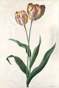 Tulip Tulip by Georg Dionysius Ehret