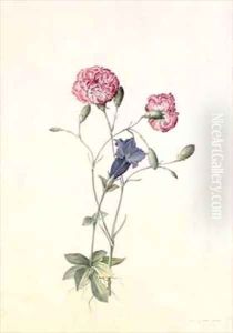Carnation and Gentian by Georg Dionysius Ehret