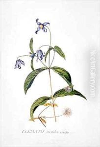 Clematis Integrafolia by Georg Dionysius Ehret