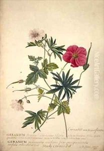 Geranium Two intertwined stems of different species by Georg Dionysius Ehret