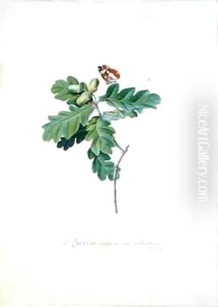 Oak Tree - view 1