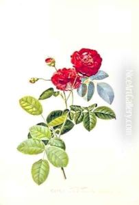 Rosa Holoferica multiplex Park Parade by Georg Dionysius Ehret