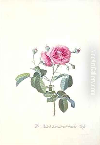 Rose Dutch hundred leaved Rose - view 1