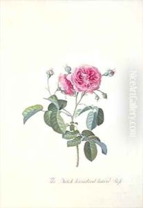 Rose Dutch hundred leaved Rose by Georg Dionysius Ehret