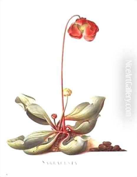Sarracenia purpurea Pitcher Plant - view 1