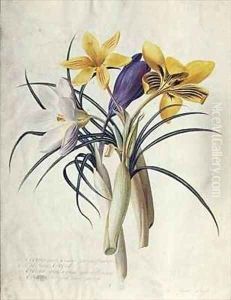 Study of Four Species of Crocus by Georg Dionysius Ehret