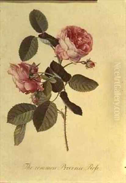The Common Provence Rose - view 1