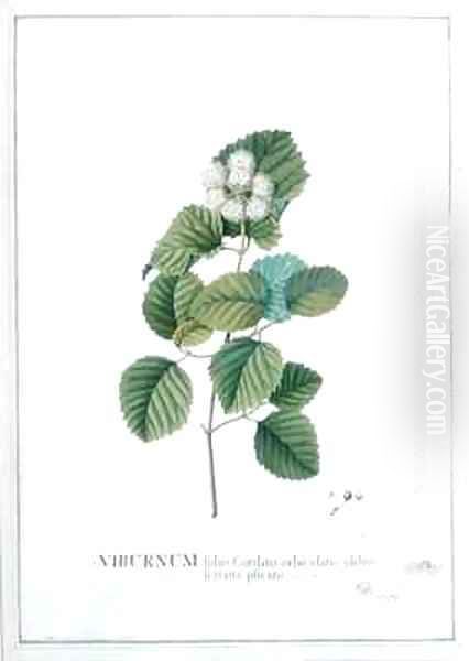 Viburnum foliis Cordato orbiculatis glabris ferratis plicatis - view 1