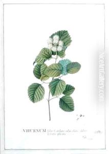 Viburnum foliis Cordato orbiculatis glabris ferratis plicatis by Georg Dionysius Ehret