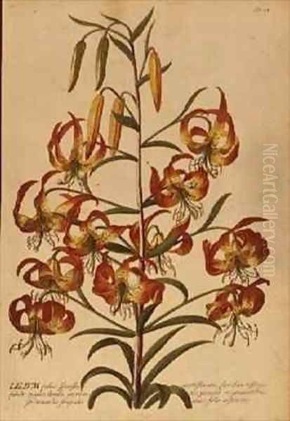 American Turkscap Lily from Plantae Selectae - view 1