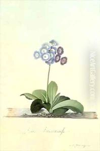 Fille Amoureuse Blue Auricula by Georg Dionysius Ehret