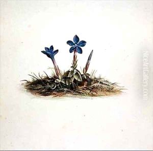 Gentian by Georg Dionysius Ehret