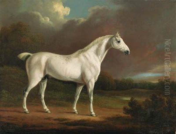 A Grey Hunter In An Extensive Wooded Landscape - view 1